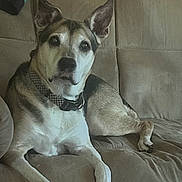 Spot is registered to the contest to win money with this photo: dog, pet, couch, sofa, indoor, collar, paws, ears, eyes, fur, sitting, portrait, relaxed, mixed_breed, looking_at_camera, home_interior, blanket, canine, whiskers, nose