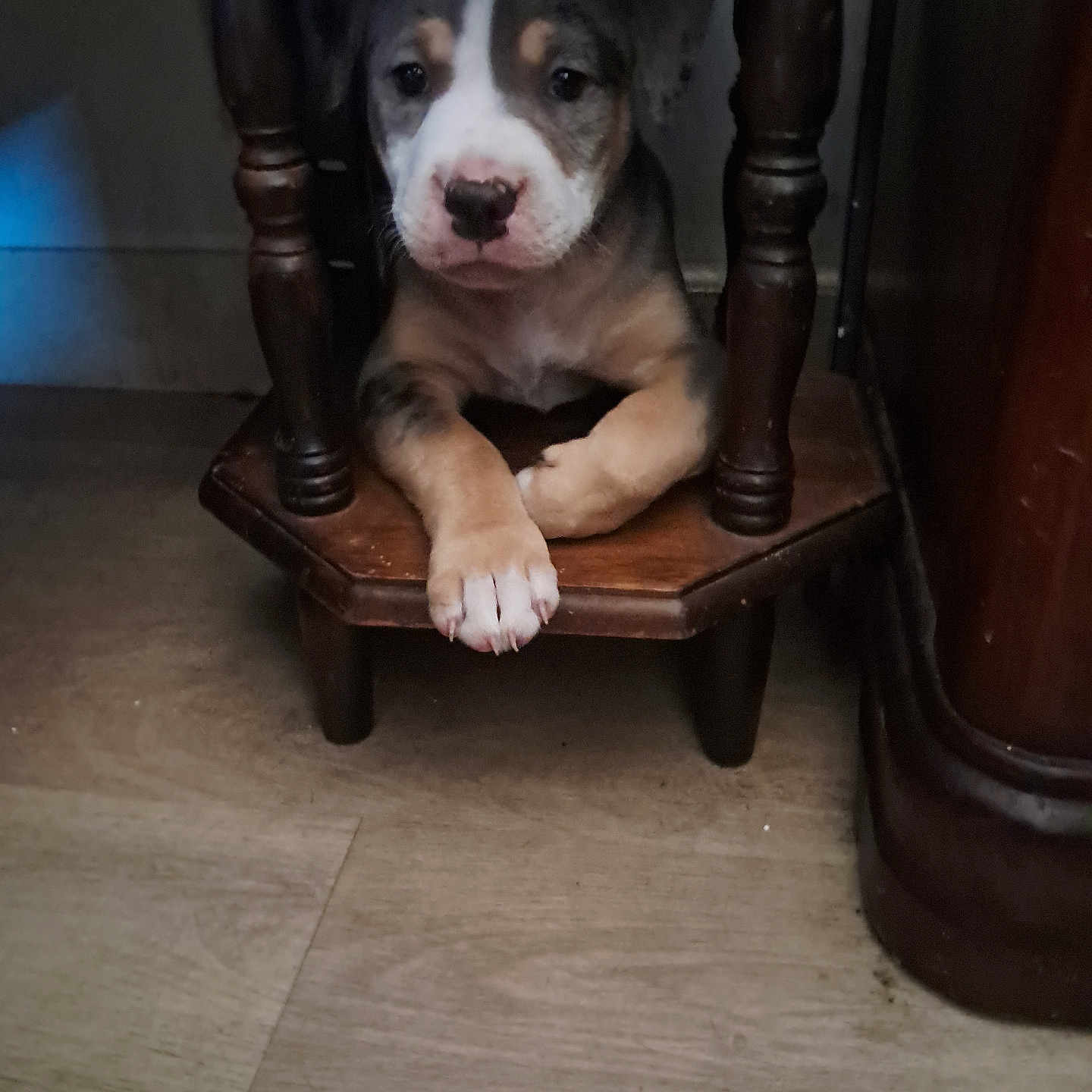 Denarys is registered to the contest to win money with this photo: animal, black, brown, curious, cute, dog, face, floor, home, indoor, legs, paws, pet, puppy, sitting, small_space, table, white, wooden_furniture, young