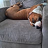 Udgi participe au concours pour gagner de l'argent avec cette photo : armchair, brown_dog, canine, carpet, couch, cozy, dog, domestic, fur, gray_furniture, head, home, indoor, living_room, napping, paw, pet, relaxed, resting, sleeping