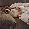 blanket, brown_and_white, canine, comfort, couch, cozy, cute, dog, domestic_animal, fur, furniture, home, indoor, living_room, nap, peaceful, pet, relaxation, rest, sleeping