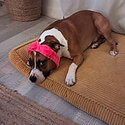 Udgi participe au concours pour gagner de l'argent avec cette photo : animal, basket, brown, cozy, curtain, cute, dog, domestic, floor, furniture, headband, indoor, laying_down, looking, mat, pet, pink, relaxed, resting, white