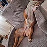 Udgi a rejoint le concours — aidez-le/la à gagner de superbes lots ! belly, brown, canine, casual, comfortable, couch, cozy, dog, domestic_animal, furniture, home, household, indoor, living_room, paw, pet, relaxed, resting, sprawled, white