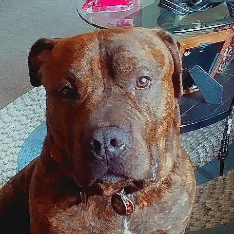 Rocco