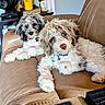 brown_leather_couch, collar, companion, curious, cute, dog, fan, fluffy, friendship, fur, household_items, indoor, pet, puppy, relaxed, seating, table, tag, white_container, yellow_container