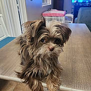 Maple Chewie joined the competition — help win amazing prizes! dog, small_dog, fluffy, table, paws, indoor, wooden_table, window, blinds, floor, tiled_floor, television, screen, person_on_tv, living_room, furniture, cute, pet, animal, curious