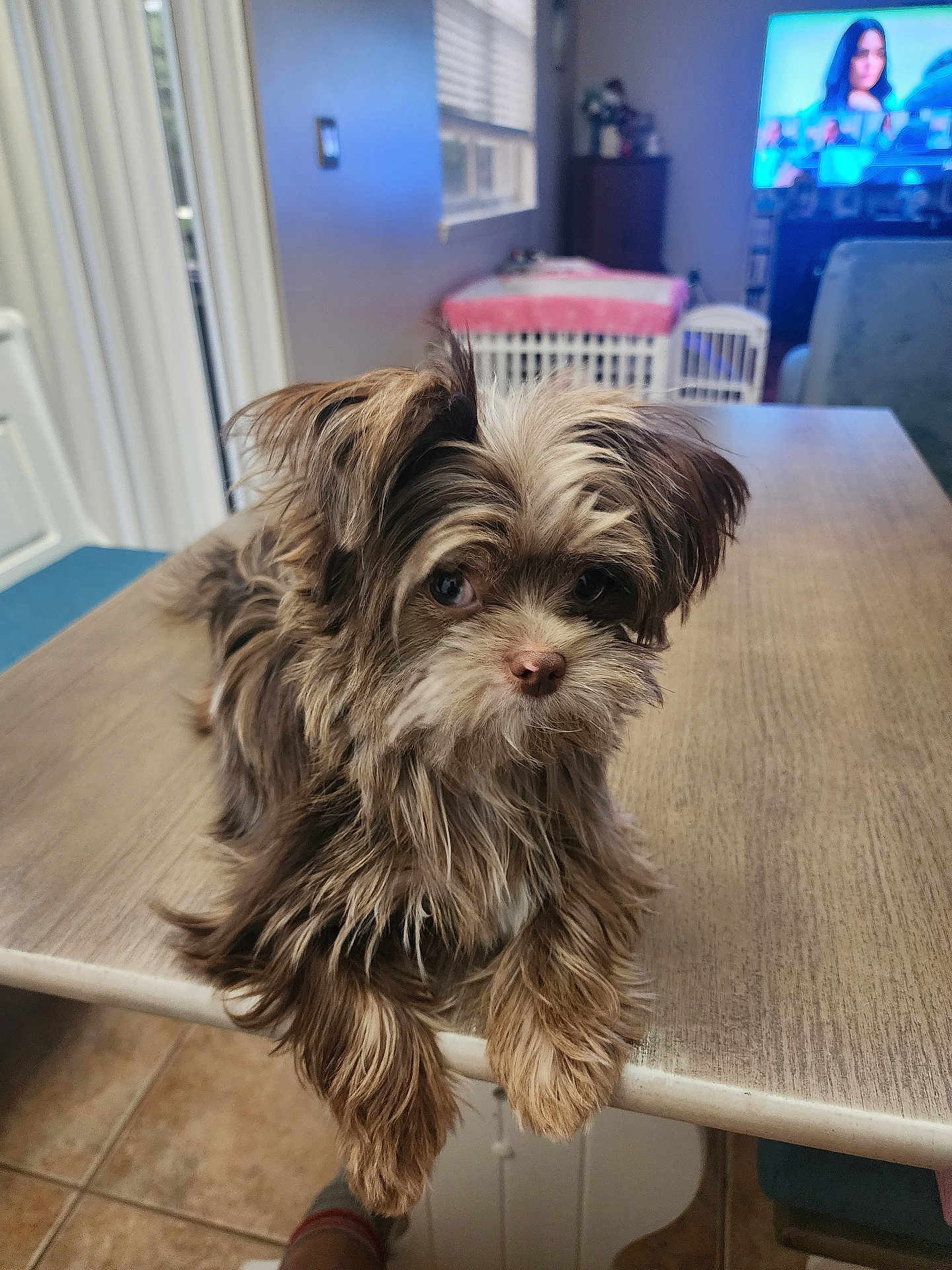 Maple Chewie