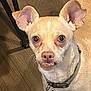 dog, small_dog, tan_dog, ears, teeth, floor, wooden_floor, collar, dog_collar, pet_tag, indoor, animal, canine, looking_up, close_up, cute, pet, companion, domestic_animal, household