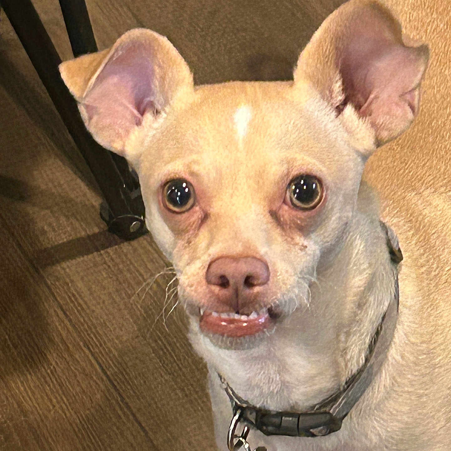 Bruno joined the competition — help win amazing prizes! animal, canine, close_up, collar, companion, cute, dog, dog_collar, domestic_animal, ears, floor, household, indoor, looking_up, pet, pet_tag, small_dog, tan_dog, teeth, wooden_floor