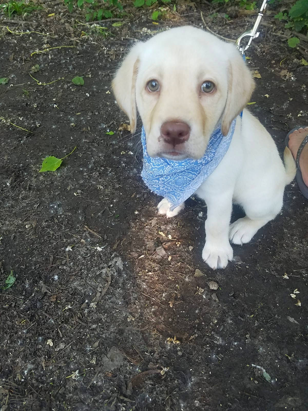 Casper is registered to the contest to win money with this photo: adventure, beagador, canidae, carnivore, companion_dog, dog, dog_breed, fawn, hunting_dog, labrador_retriever, mammal, pointer, pointing_breed, puppy, rajapalayam, rare_breed_dog, retriever, snout, sporting_group, vertebrate