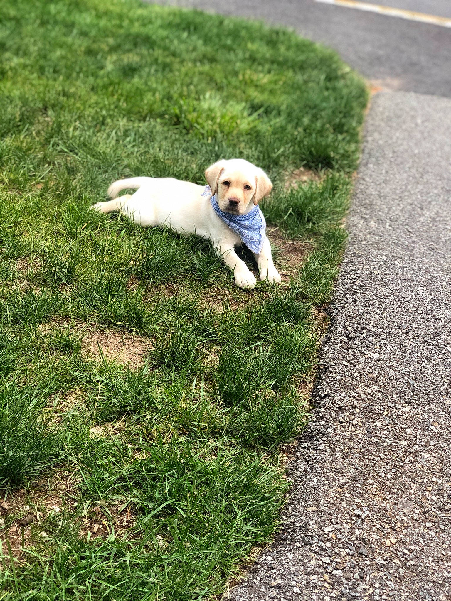 Casper is registered to the contest to win money with this photo: canidae, carnivore, companion_dog, dog, dog_breed, grass, labrador_retriever, lawn, mammal, puppy, retriever, sporting_group, tail