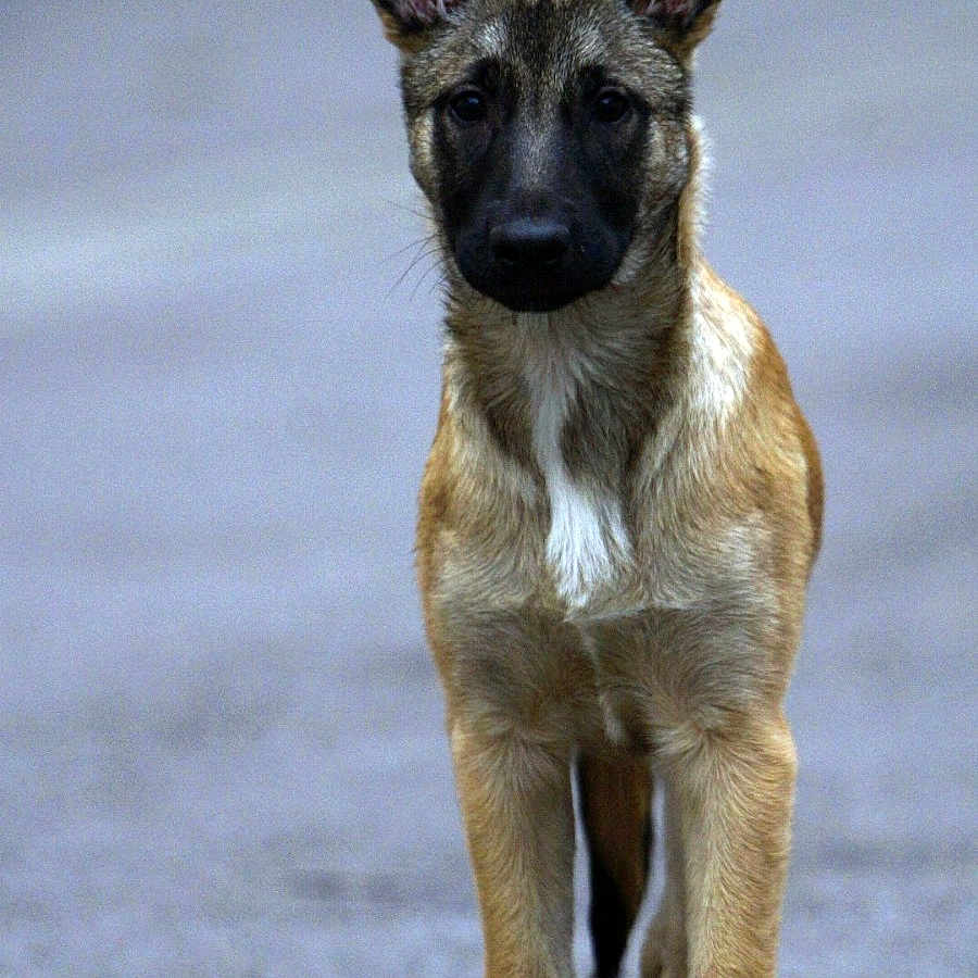 Joy participe au concours pour gagner de l'argent avec cette photo : accessories, animal, canine, dog, germanshepherd, pet, policedog, puppy, snout, strap