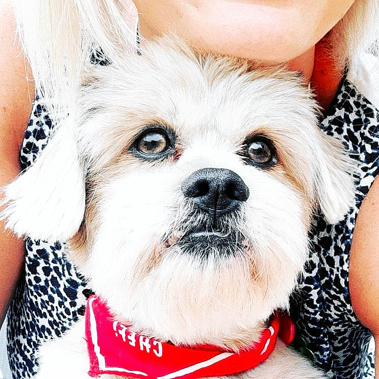 Bouli participe au concours pour gagner de l'argent avec cette photo : canidae, carnivore, cavachon, companion_dog, dog, dog_breed, dog_clothes, lhasa_apso, maltepoo, maltese, mammal, morkie, puppy, puppy_love, rare_breed_dog, schnoodle, shih_tzu, snout, sporting_group, toy_dog