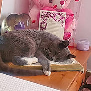 Gracie Mae joined the competition — help win amazing prizes! cat, sleeping, book, nightstand, wooden_furniture, teddy_bear, heart_ornament, candle, flower, indoor, cozy, relaxation, gray_cat, white_paws, text, gift, pink, purple, decor, peaceful