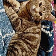 Everly joined the competition — help win amazing prizes! bed, blanket, cat, closeup, cozy, cute, ears, eyes, fur, indoor, paws, pet, portrait, relaxed, resting, snuggle, soft_blanket, stripes, tabby_cat, whiskers