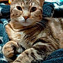 Everly joined the competition — help win amazing prizes! blanket, cat, close_up, cozy, cute, domestic_animal, dresser, ears, eyes, feline, fur, furniture, home, indoor, paws, pet, portrait, relaxed, tabby_cat, whiskers
