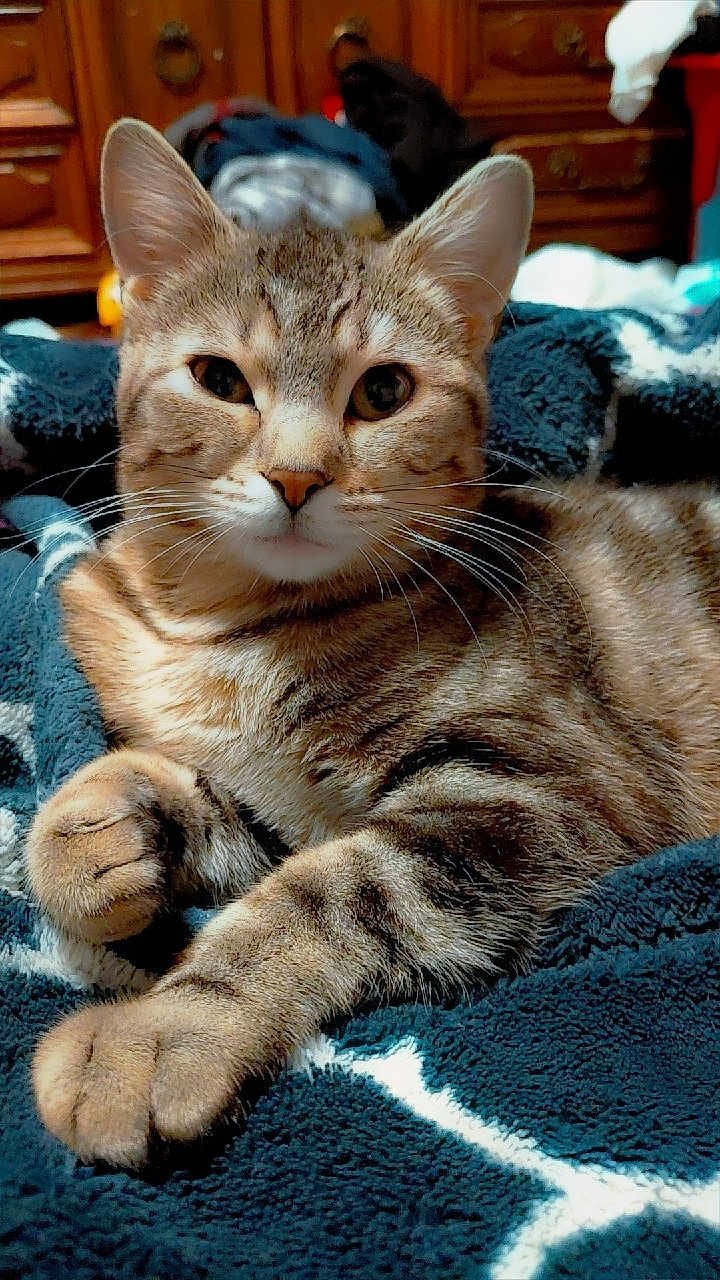 Everly joined the competition — help win amazing prizes! blanket, cat, close_up, cozy, cute, domestic_animal, dresser, ears, eyes, feline, fur, furniture, home, indoor, paws, pet, portrait, relaxed, tabby_cat, whiskers