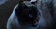 Mama is registered to the contest to win money with this photo: angora, animal, blackcat, cat, kitten, manx, pet, siamese