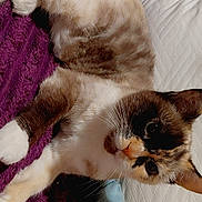 Mama joined the competition — help win amazing prizes! bed, blanket, calico_cat, cat, closeup, cozy, domestic_animal, fabric, feline, fur, indoor, lounging, paw, pet, pillow, portrait, quilted_pillow, relaxing, sleepy, whiskers