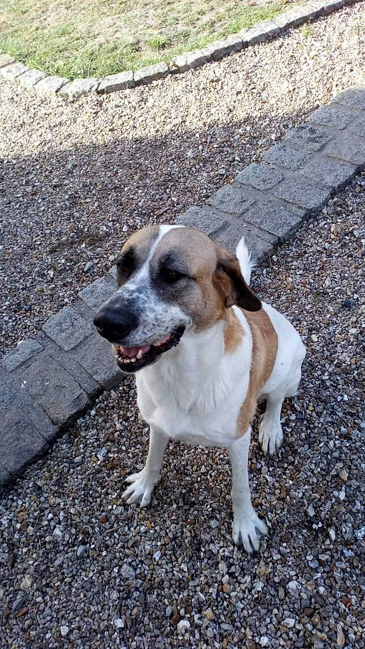 Moka a rejoint le concours — aidez-le/la à gagner de superbes lots ! canidae, carnivore, companion_dog, dog, dog_breed, fawn, mammal, rafeiro_do_alentejo, rare_breed_dog, snout, sporting_group, street_dog, vertebrate