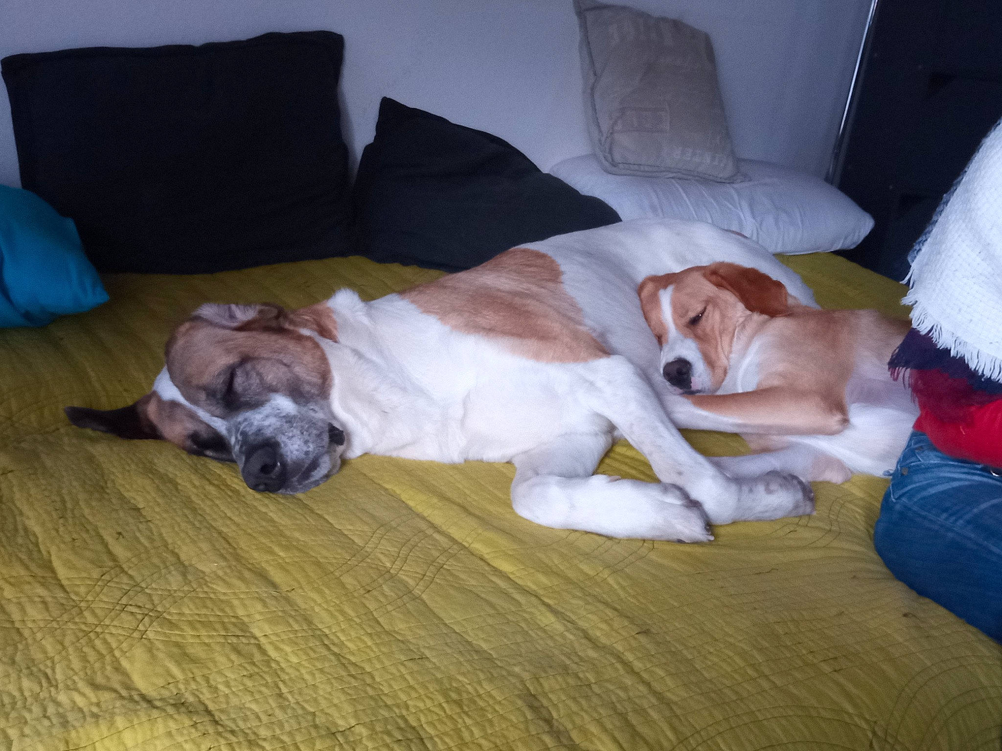 Moka participe au concours pour gagner de l'argent avec cette photo : canidae, carnivore, comfort, companion_dog, danish_swedish_farmdog, dog, dog_breed, fawn, floor, flooring, hardwood, jack_russell_terrier, mammal, nap, parson_russell_terrier, puppy, puppy_love, russell_terrier, sporting_group, vertebrate