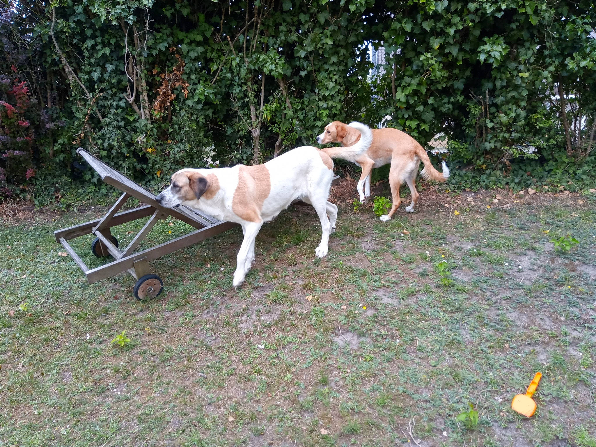 Moka participe au concours pour gagner de l'argent avec cette photo : canidae, carnivore, companion_dog, dog, dog_breed, hunting_dog, mammal, pointer, posavac_hound, sporting_group, vertebrate