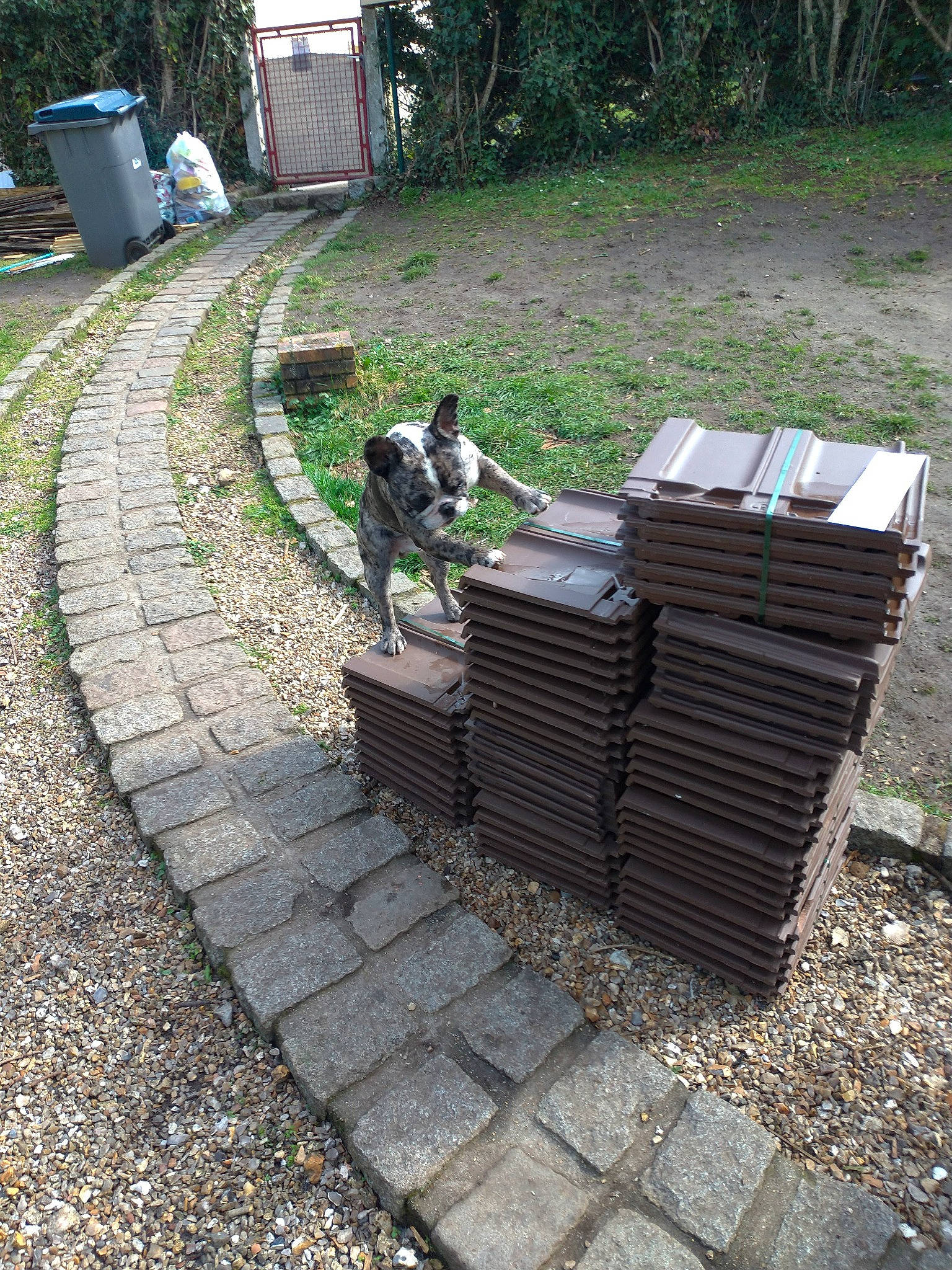 Roy a rejoint le concours — aidez-le/la à gagner de superbes lots ! asphalt, automotive_tire, brick, brickwork, chair, dog, flagstone, flooring, grass, green, groundcover, landscape, outdoor_bench, outdoor_furniture, plant, road_surface, sidewalk, tree, urban_design, wood