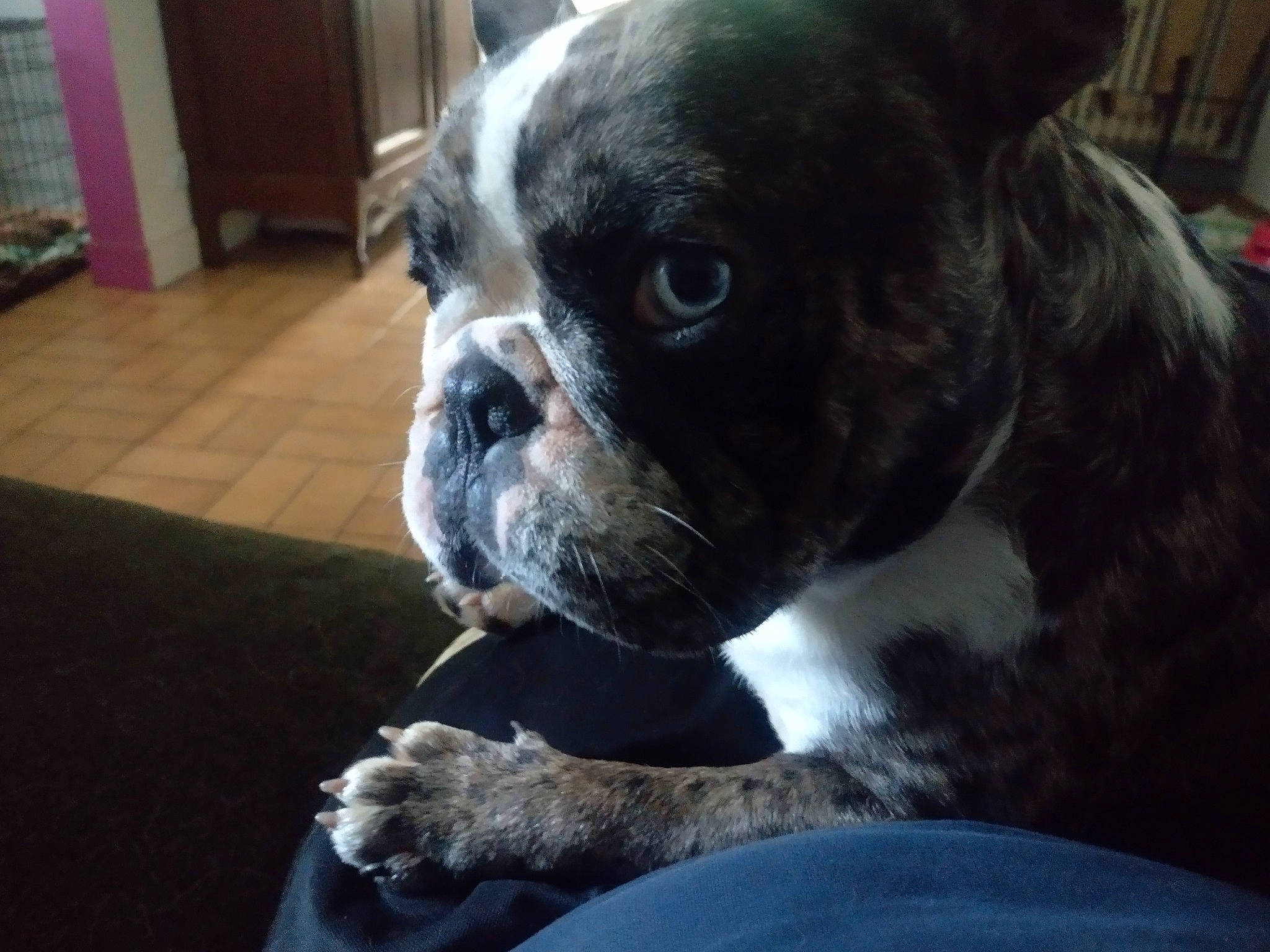 Roy a rejoint le concours — aidez-le/la à gagner de superbes lots ! bored, boston_terrier, bulldog, canidae, carnivore, companion_dog, dog, dog_breed, door, ear, eye, fawn, head, snout, sporting_group, terrestrial_animal, toy_dog, whiskers, working_animal, wrinkle