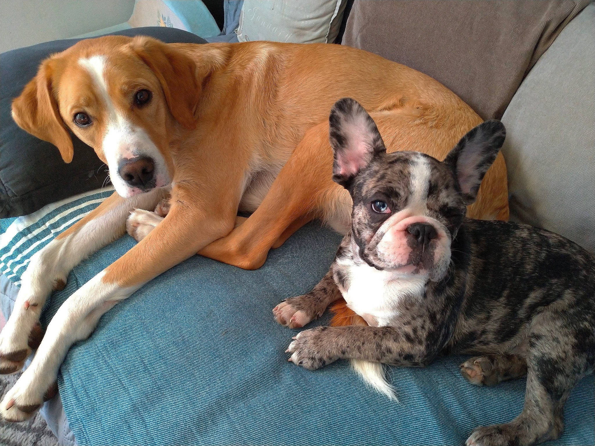 Roy a rejoint le concours — aidez-le/la à gagner de superbes lots ! canidae, carnivore, comfort, companion_dog, dog, dog_breed, dog_supply, ear, fawn, fur, hound, non_sporting_group, paw, puppy, snout, sporting_group, terrestrial_animal, whiskers, working_animal