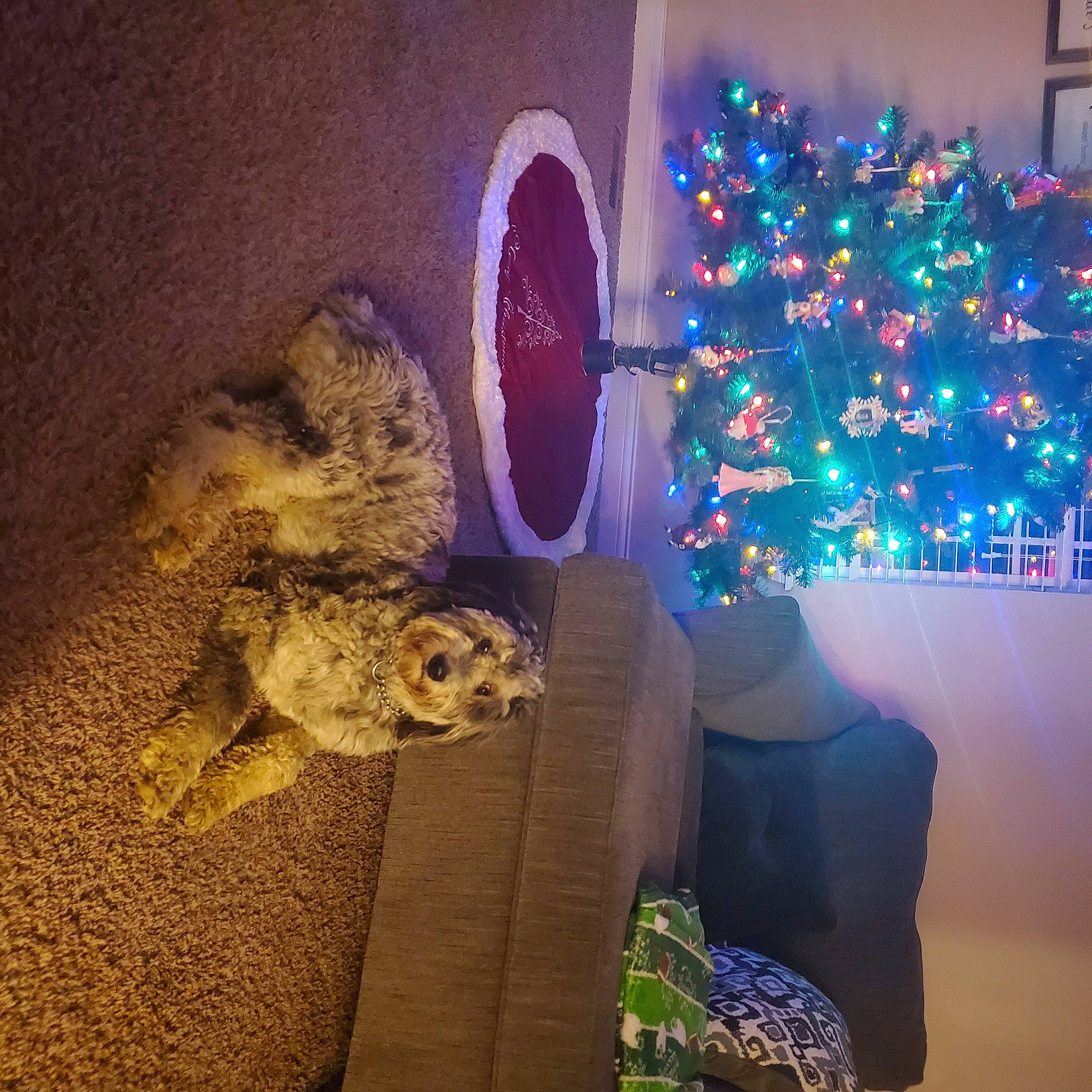 Harleigh joined the competition — help win amazing prizes! art, christmas_decoration, christmas_ornament, christmas_tree, electric_blue, event, holiday_ornament, house, interior_design, light, lighting, ornament, plant, purple, room, sculpture, space, tree, window, wood