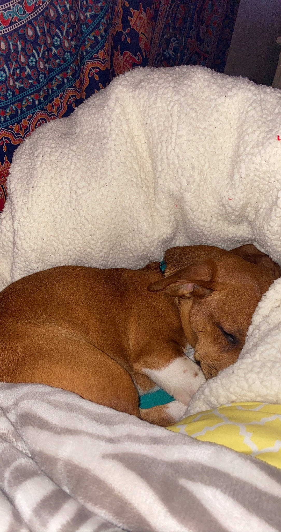 Boston joined the competition — help win amazing prizes! bed_sheet, bedding, bedtime, blanket, brown, canidae, carnivore, comfort, companion_dog, dog, dog_breed, fawn, linens, liver, nap, sleep, snout, sporting_group, terrestrial_animal, working_animal