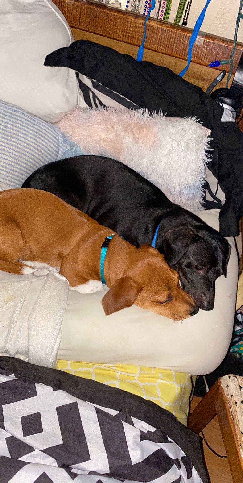 Boston joined the competition — help win amazing prizes! canidae, carnivore, collar, comfort, companion_dog, dog, dog_breed, dog_collar, dog_supply, fawn, fur, guard_dog, liver, mammal, nap, pet_supply, snout, sporting_group, vertebrate, working_animal