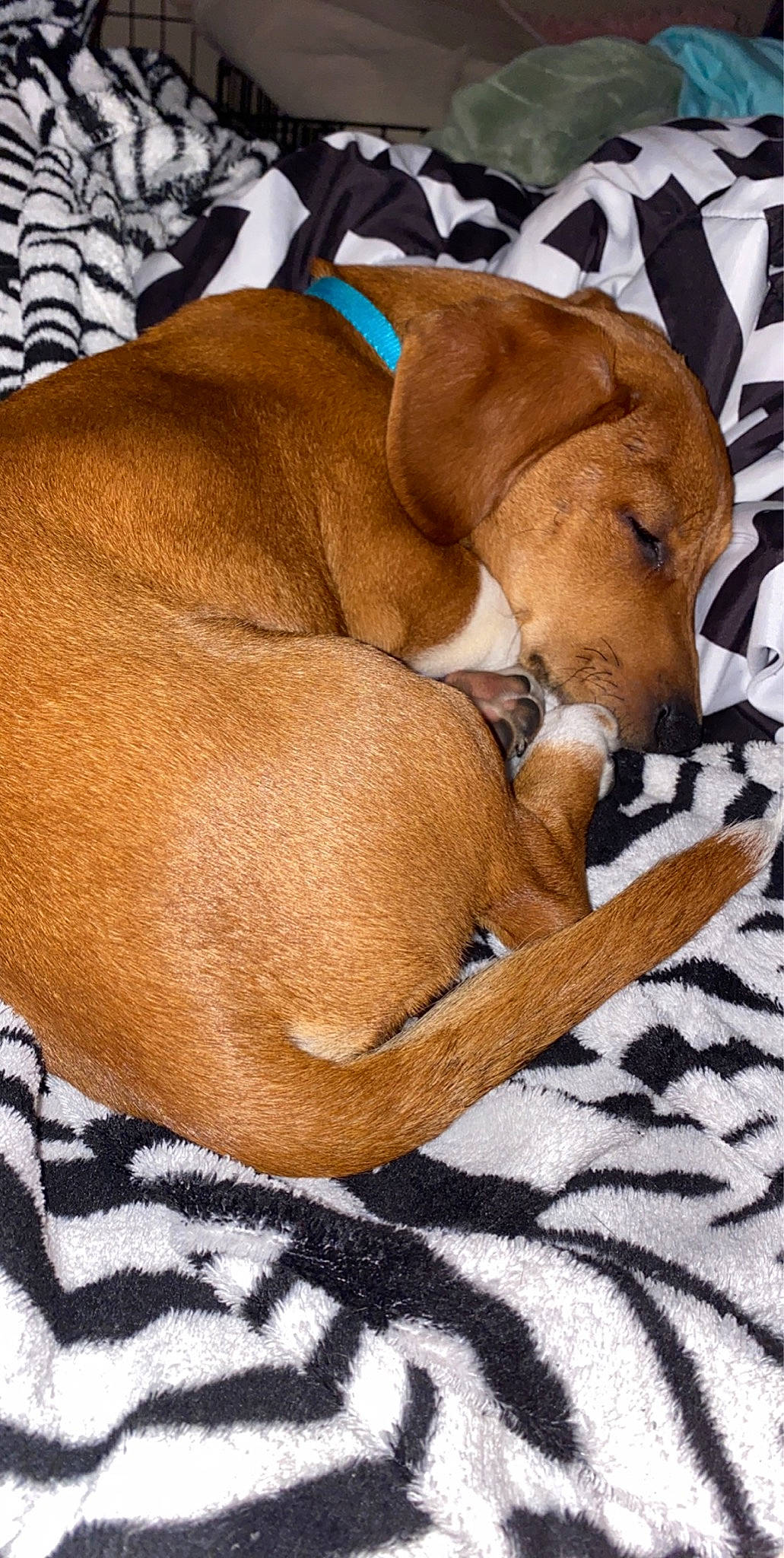 Boston joined the competition — help win amazing prizes! canidae, carnivore, comfort, companion_dog, dog, dog_breed, dog_supply, ear, fawn, hardwood, hound, linens, liver, nap, non_sporting_group, pet_supply, snout, sporting_group, working_animal