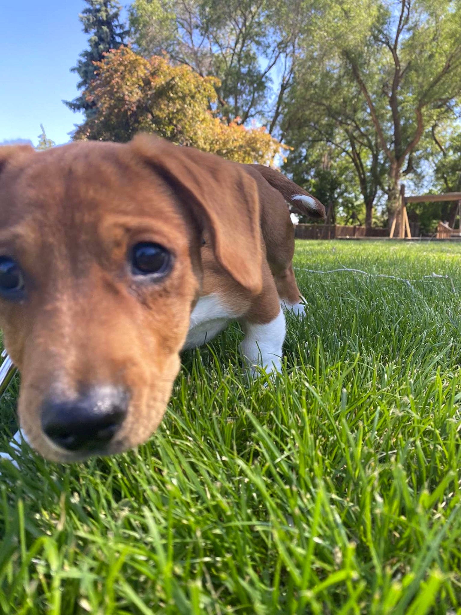 Boston is registered to the contest to win money with this photo: canidae, carnivore, companion_dog, dog, dog_breed, fawn, grass, grass_family, grassland, landscape, liver, pasture, people_in_nature, plant, sky, snout, sporting_group, tree, whiskers, working_animal