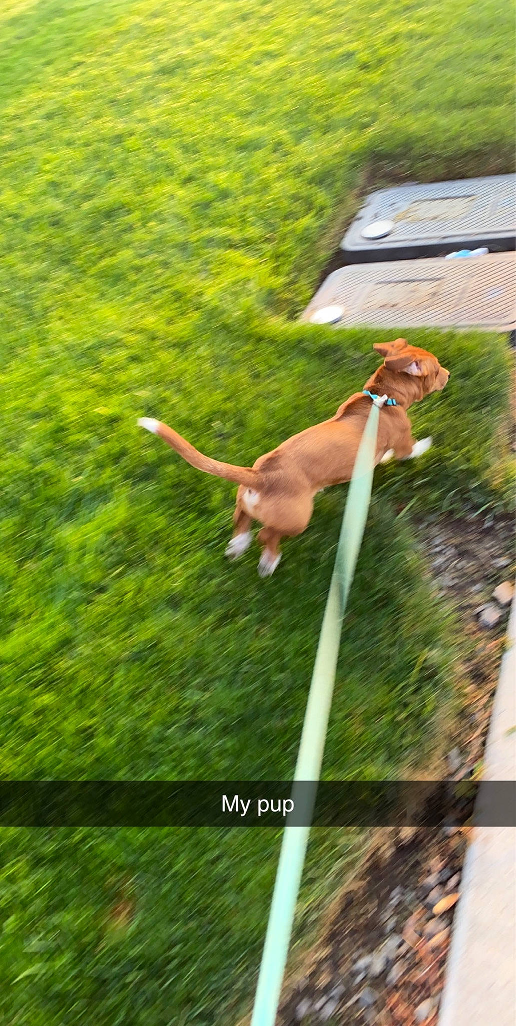 Boston is registered to the contest to win money with this photo: canidae, carnivore, companion_dog, dog, dog_breed, dog_walking, fawn, grass, guard_dog, lawn, leash, leisure, mammal, pet_supply, plant, recreation, sporting_group, tail, tree, vertebrate