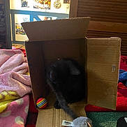 Thor joined the competition — help win amazing prizes! cat, cardboard_box, toy, black_cat, blanket, rainbow_ball, fuzzy_mouse_toy, indoor, painting, wall_art, wooden_furniture, colorful, cozy, pet, animal, soft_texture, relaxing, home, room, playful