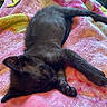 Thor is registered to the contest to win money with this photo: black_kitten, sleeping_cat, blanket, soft_texture, cozy, indoor, pet, animal, resting, feline, cute, comfort, relaxation, paw, fur, close_up, peaceful, domestic_cat, colorful_blanket, nap