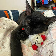 Thor is registered to the contest to win money with this photo: animal, black_cat, blanket, close_up, colorful_background, comfort, cozy, cute, domestic_animal, feline, fur, indoor, kitten, nap, pet, plush_toy, resting, sleeping, soft, toy