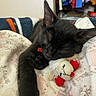 animal, black_cat, blanket, close_up, colorful_background, comfort, cozy, cute, domestic_animal, feline, fur, indoor, kitten, nap, pet, plush_toy, resting, sleeping, soft, toy