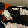 Thor is registered to the contest to win money with this photo: animal, black_cat, blanket, comfort, cozy, cute, domestic_cat, feline, fur, home, indoor, kitten, nap_time, patterned_blanket, pet, relaxed, resting, sleepy, soft_toys, toy_mouse