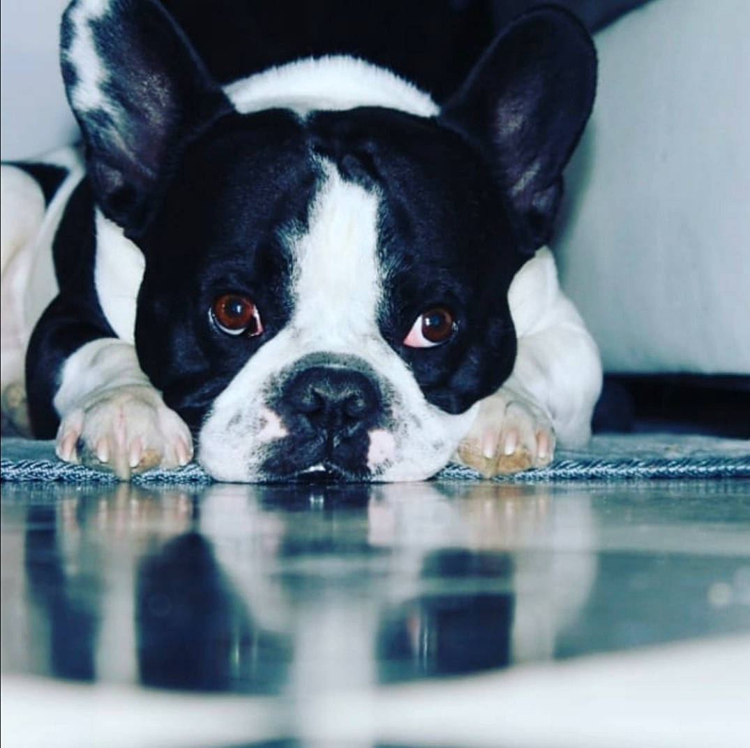 Damon a rejoint le concours — aidez-le/la à gagner de superbes lots ! black, boston_terrier, canidae, carnivore, companion_dog, dog, dog_breed, fawn, floor, french_bulldog, mammal, neck, non_sporting_group, puppy, snout, terrestrial_animal, toy_dog, vertebrate, whiskers, working_animal