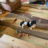 Jeff joined the competition — help win amazing prizes! armchair, carpet, cozy, decor, diaper, dog, dog_crate, dog_toys, floor, furniture, indoor, living_room, patterned_fabric, pet, pillow, plush_bed, small_dog, toy_bone, toy_rope, wooden_table