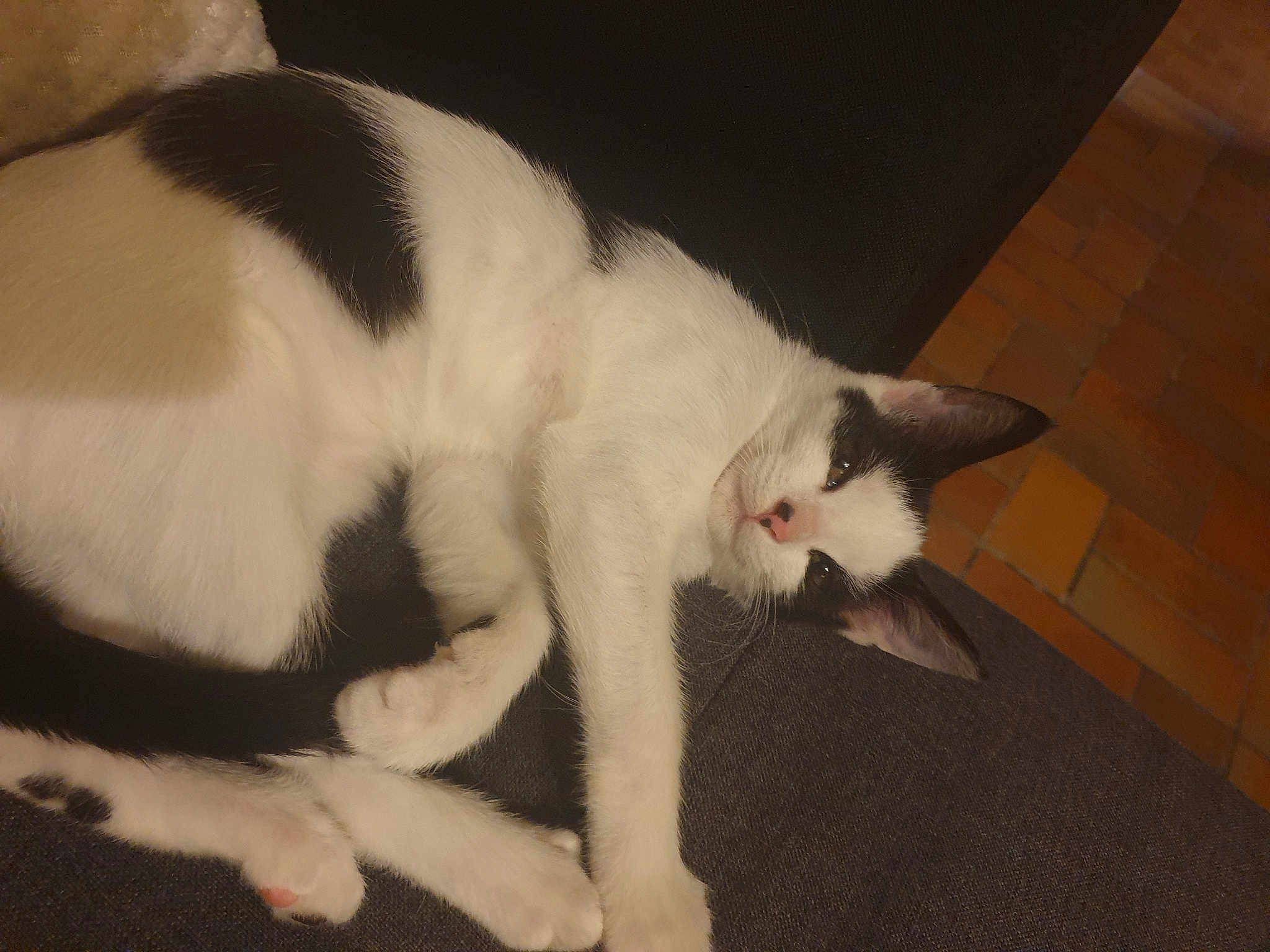 Oreo