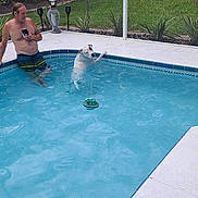 Pickles joined the competition — help win amazing prizes! man, dog, pool, water, swimming, leaping, toy, backyard, grass, trees, screened_enclosure, summer, outdoor, recreation, pet, playing, relaxing, casual, blue, fun