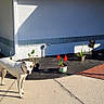 Pickles is registered to the contest to win money with this photo: dog, white_dog, driveway, house, potted_plants, car, sunlight, shadow, outdoor, sidewalk, garden, concrete, building, flower_pot, residential, daytime, plant, curb, front_yard, vehicle