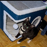 Stunner Vitello is registered to the contest to win money with this photo: cat, kitten, tuxedo_cat, green_eyes, collar, cat_house, toy, pom_pom, wooden_floor, indoor, pet, feline, black_and_white, curious, looking_up, cozy, animal, cute, playful, young