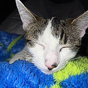 Snowflake is registered to the contest to win money with this photo: animal, blanket, blue, cat, close_up, closed_eyes, cozy, ears, feline, green, indoors, kitten, pet, pink_nose, portrait, relaxed, sleeping, tabby, whiskers, white_fur