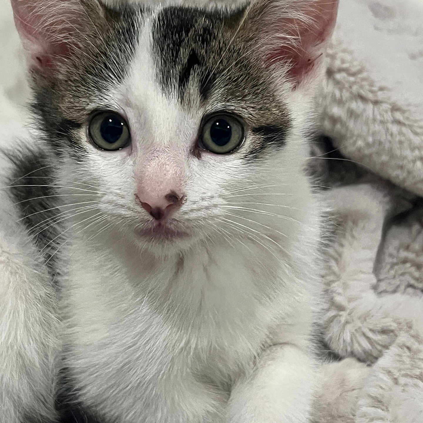 Snowflake joined the competition — help win amazing prizes! alert, animal, blanket, blue_eyes, cat, close_up, cute, ears, fluffy, green_eyes, indoors, kitten, pet, pink_nose, portrait, sitting, soft_texture, tabby, whiskers, white_fur