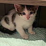 Snowflake is registered to the contest to win money with this photo: animal, blanket, cat, close_up, cozy, crouching, cute, ears, eyes, fluffy, gray_and_white, indoors, kitten, paws, pet, portrait, shelf, tabby, whiskers, wood