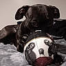 Blue joined the competition — help win amazing prizes! animal, ball, baseball, baseballball, bodypart, boxer, bulldog, canine, dog, finger, football, hound, pet, pitbull, puppy, snout, soccer, soccerball, sphere, sport