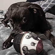 Blue is registered to the contest to win money with this photo: animal, ball, bulldog, canine, couch, dog, football, hound, labradorretriever, pet, pointer, puppy, rugby, rugbyball, soccer, soccerball, sphere, sport, tennis, tennisball